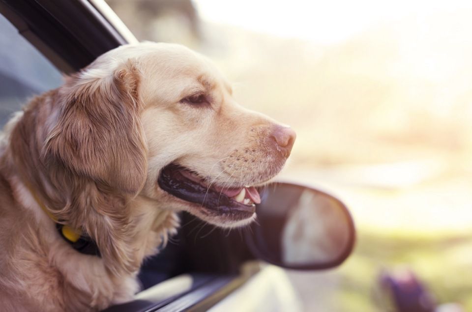 Recomendaciones para llevar la mascota en un vehículo
